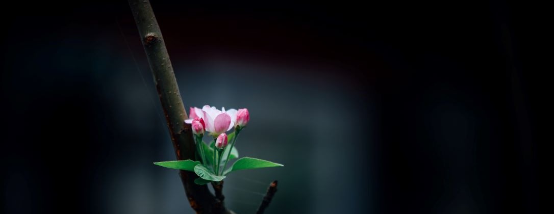 a small flower growing out of a branch.