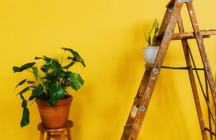 A ladder and a plant.
