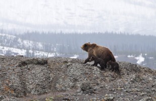 a bear and her cubs at the peak of a ridge.