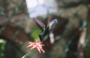 a blue hummingbird on a flower