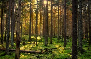 A forest with a unique mossy forest floor, in the morning with the sun peeking through the tall tall trees.